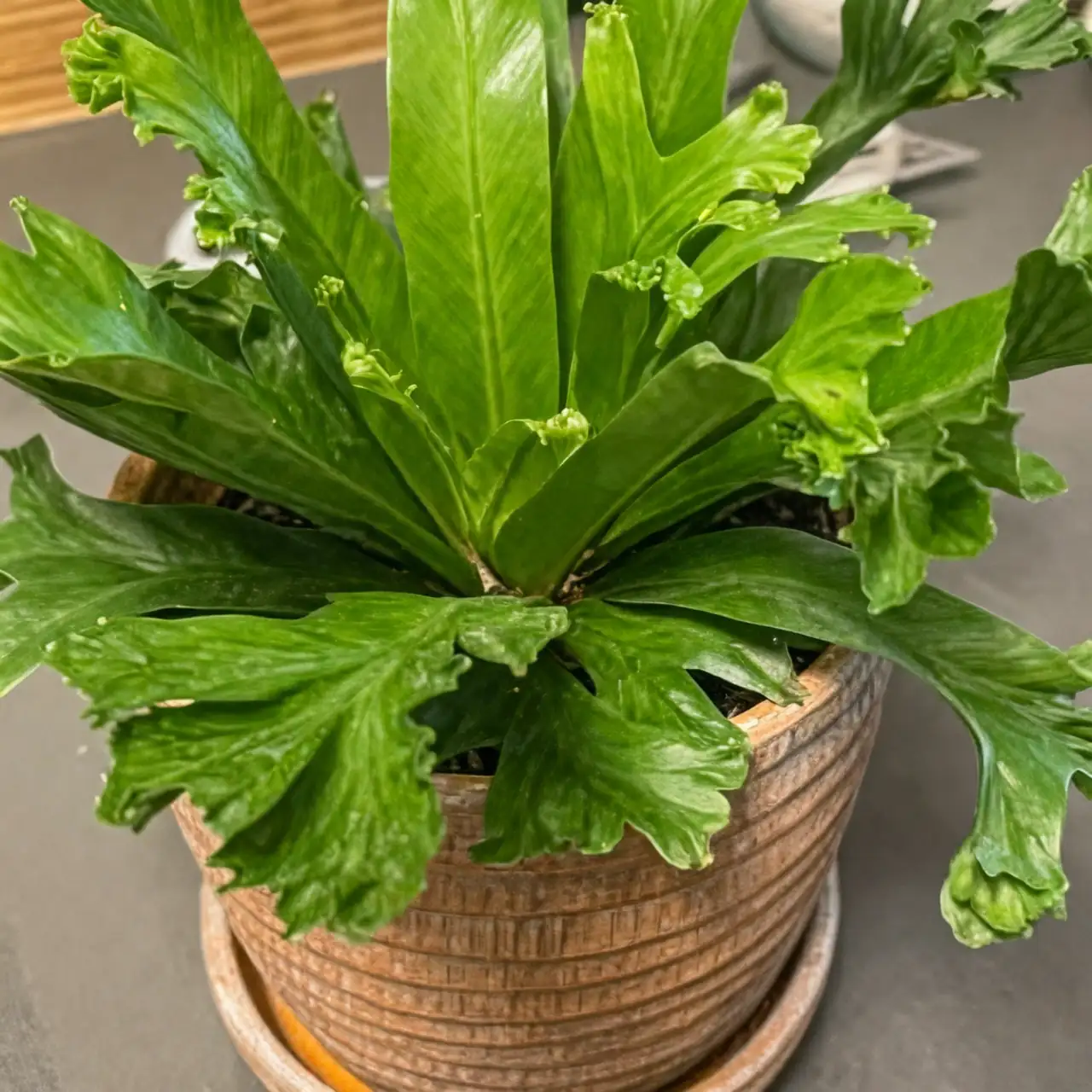 Pag-aalaga sa Bird's Nest Fern