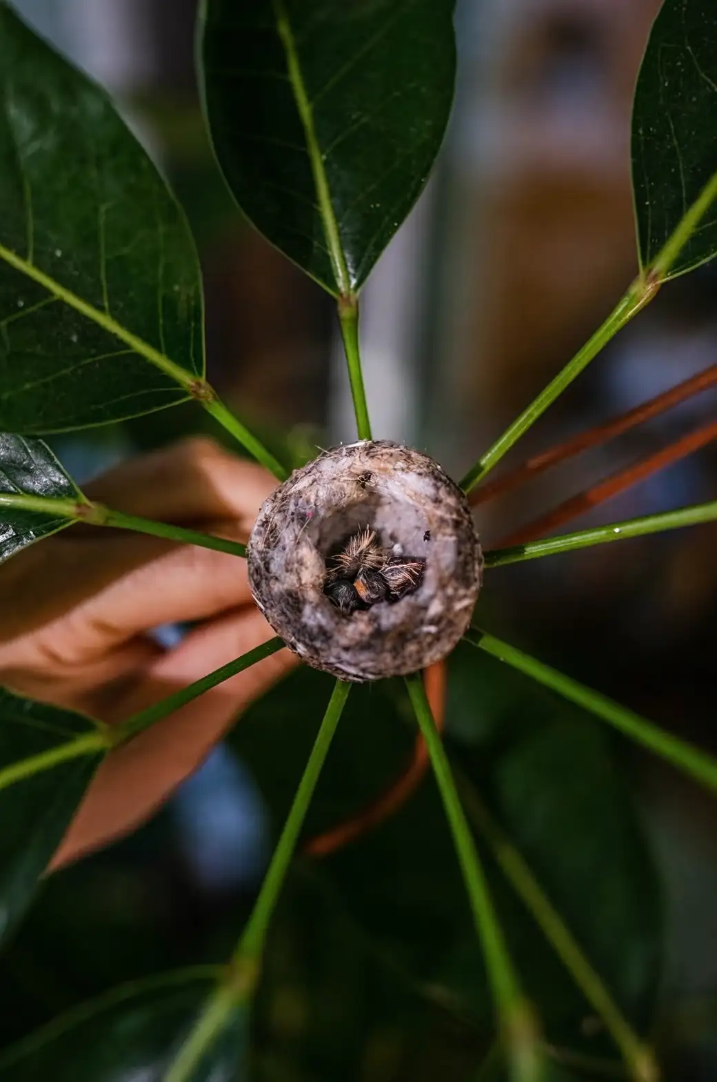 Nhân giống hoàn hảo: Làm chủ nghệ thuật trồng thêm dương xỉ Tổ Chim mới
