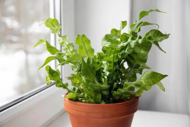 对抗虫害和病菌：鸟巢蕨常见问题解决方案