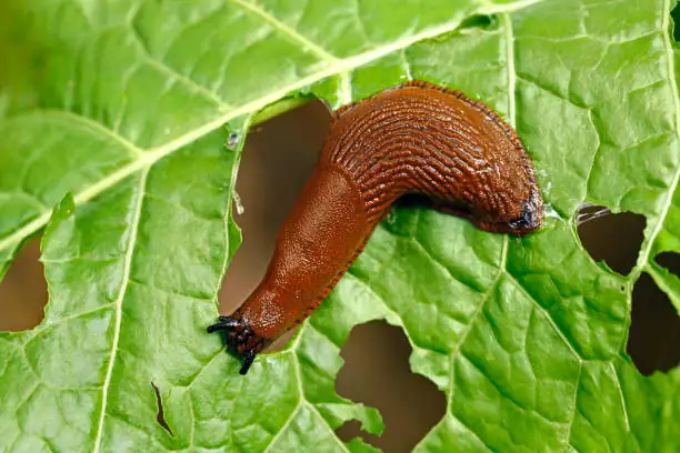 Slug on plant