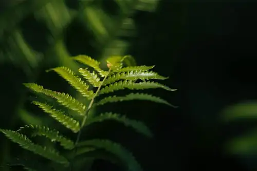 Wavy leaf fern detail