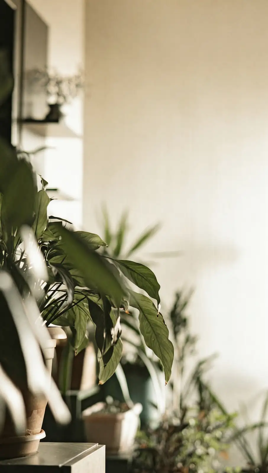 indoor plant decor