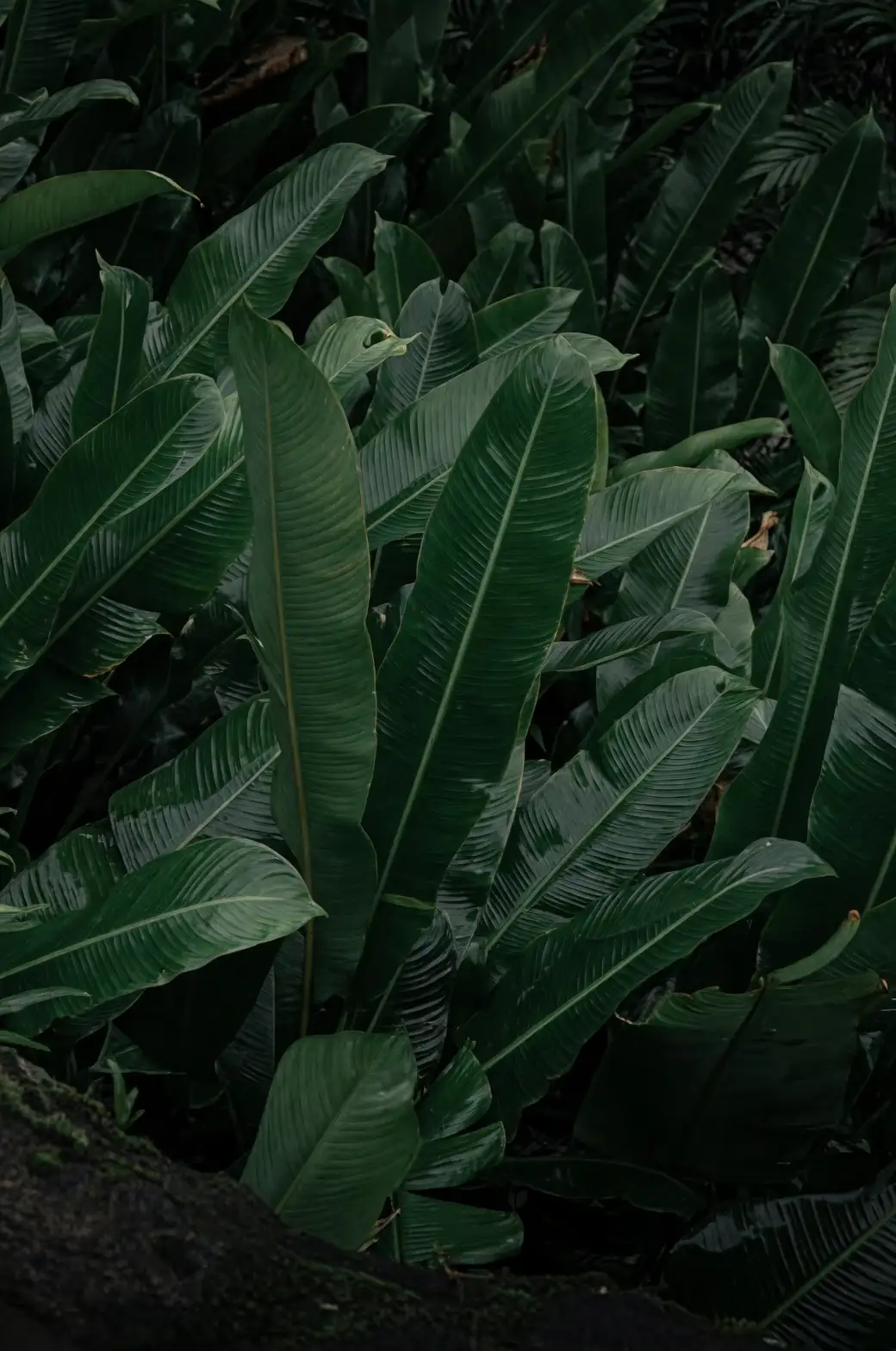 tropical rainforest plant