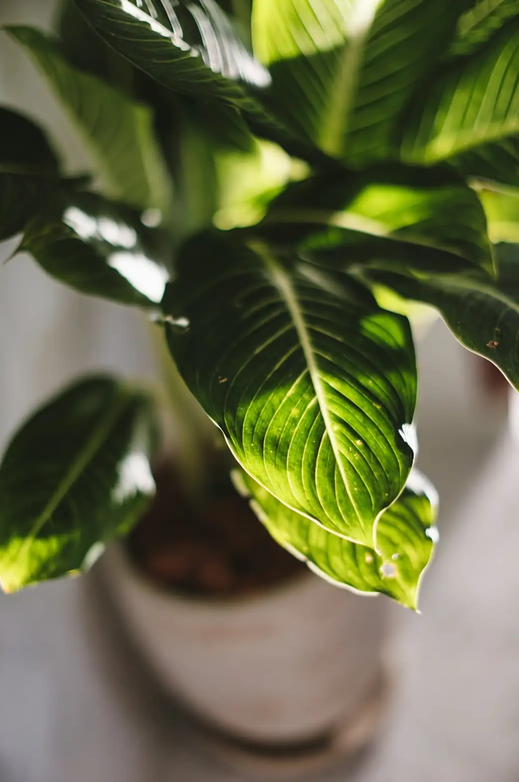 indoor plant light conditions