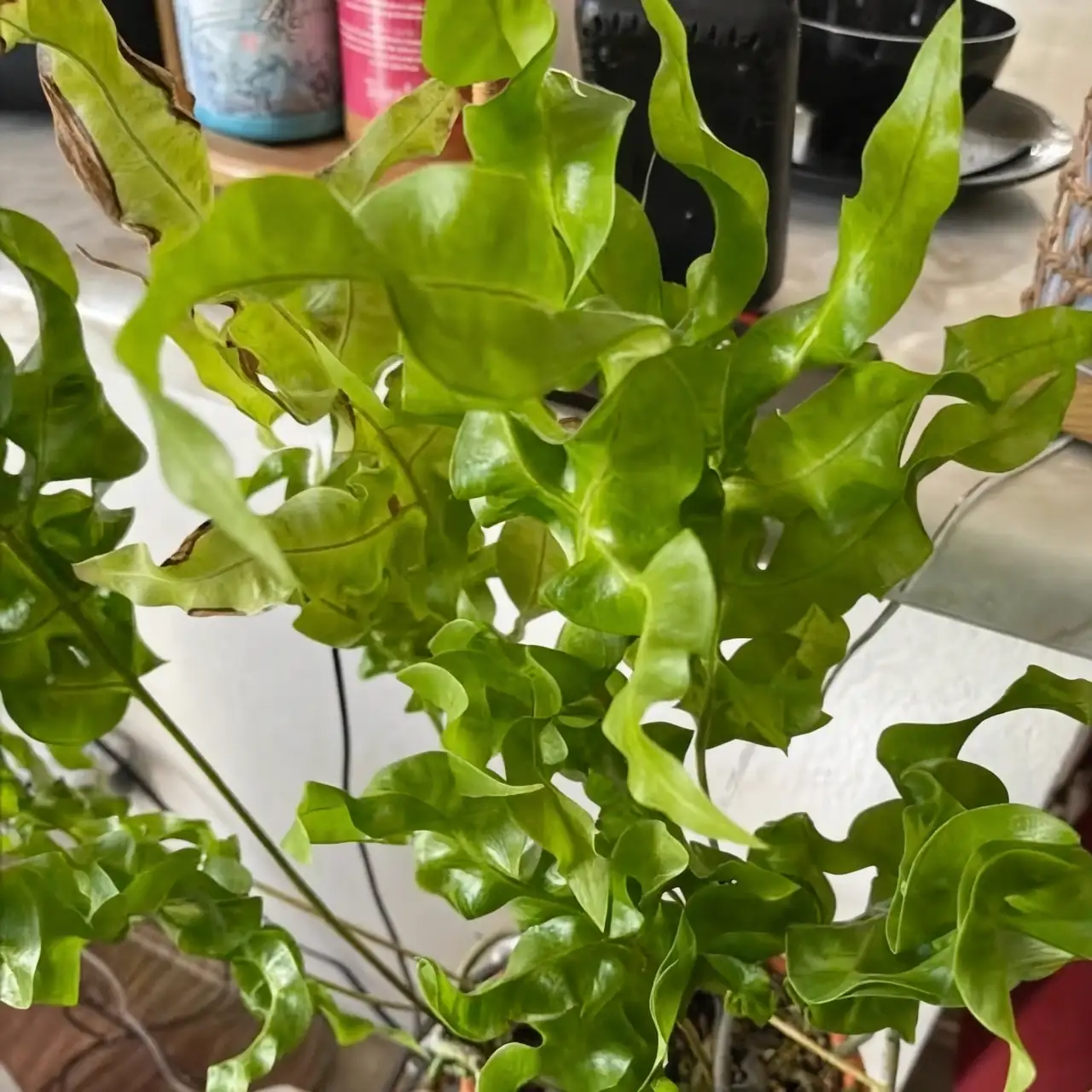 鸟巢蕨繁殖指南：从分株到孢子，掌握再生的奥秘