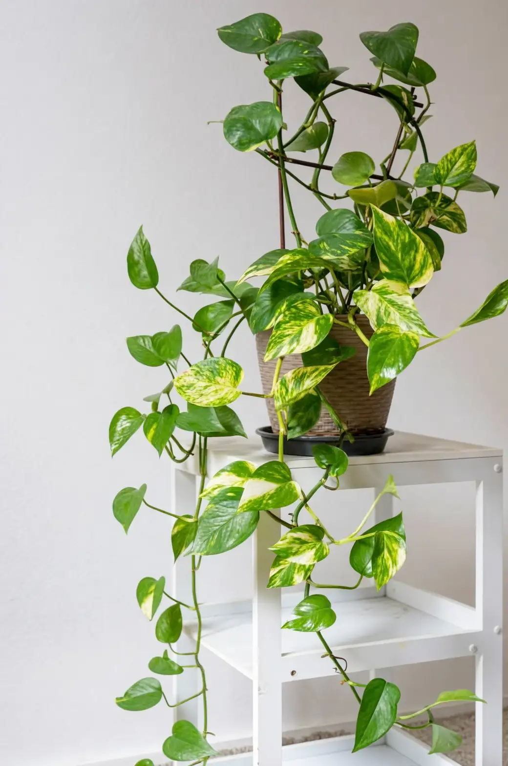 Menata Ruang Anda dengan Pothos: Ide Kreatif untuk Setiap Ruangan