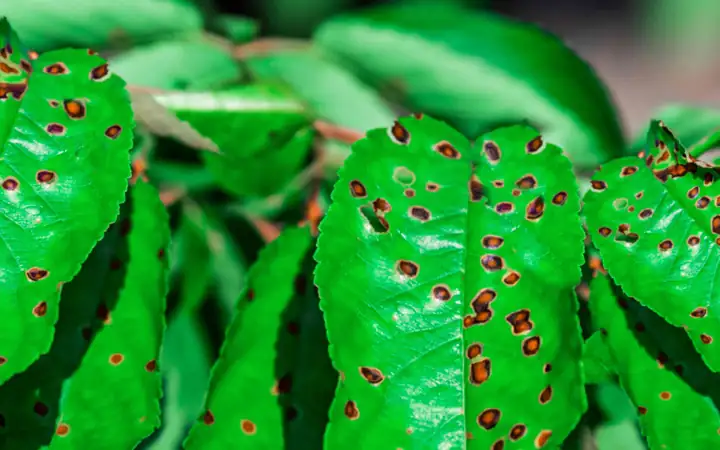 plant leaf spot disease