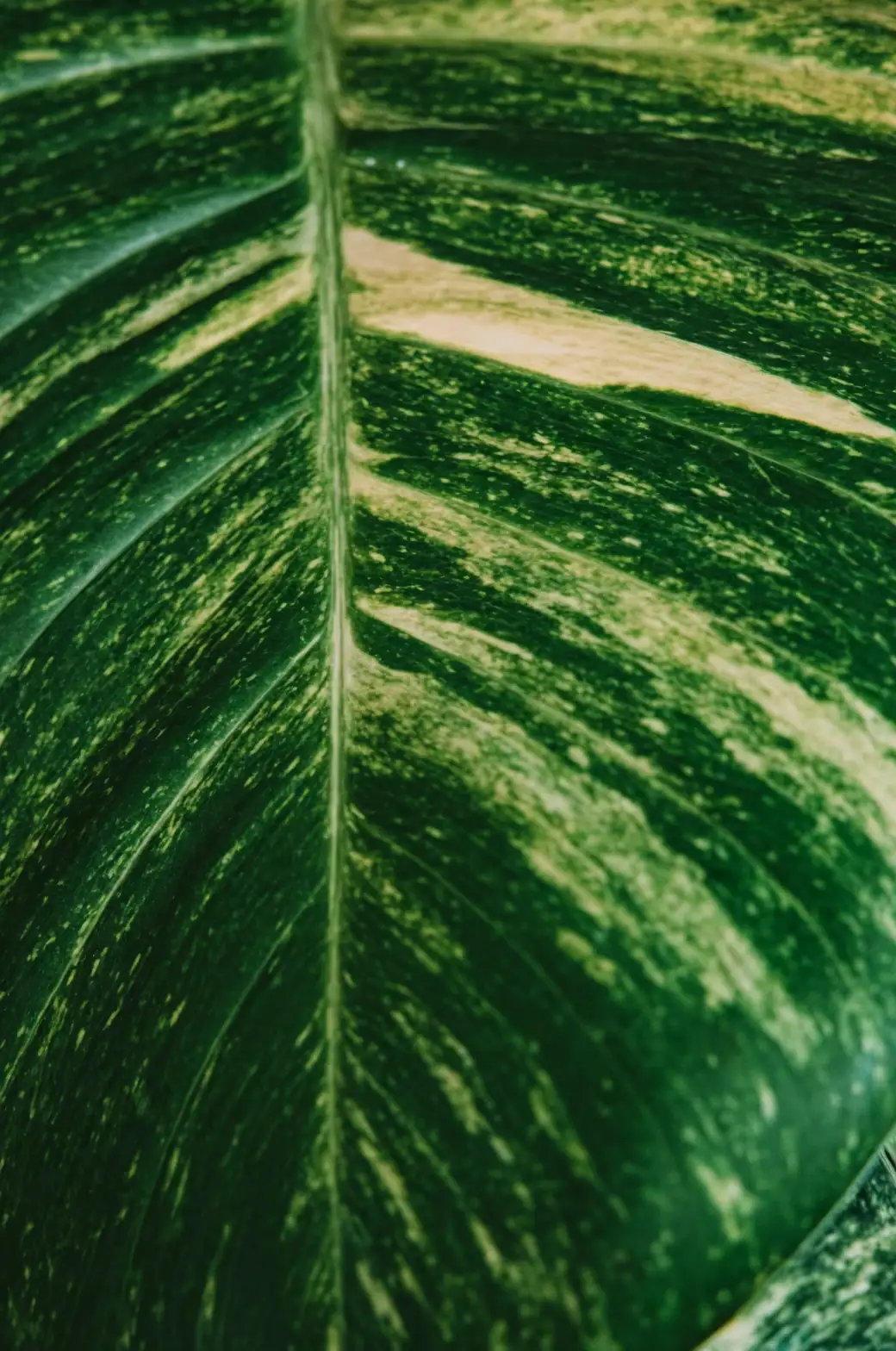 Pothos leaf detail