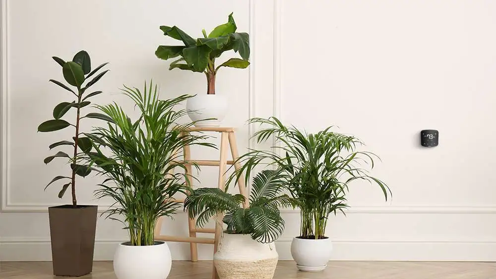 Air purifying houseplants