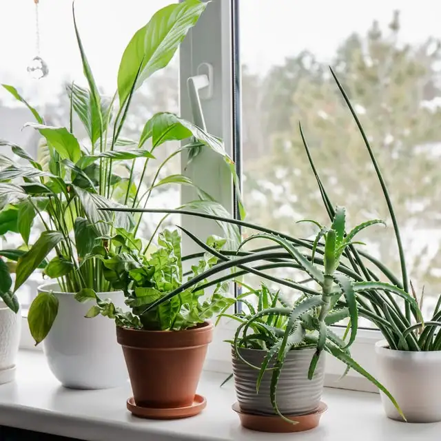 houseplant on windowsill