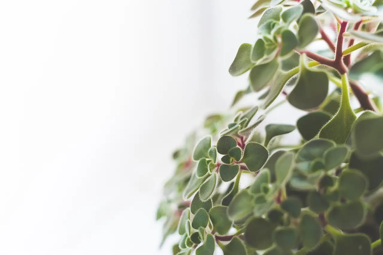 symbolism of houseplants