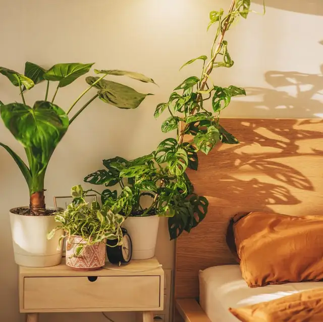 Bedroom indoor plants