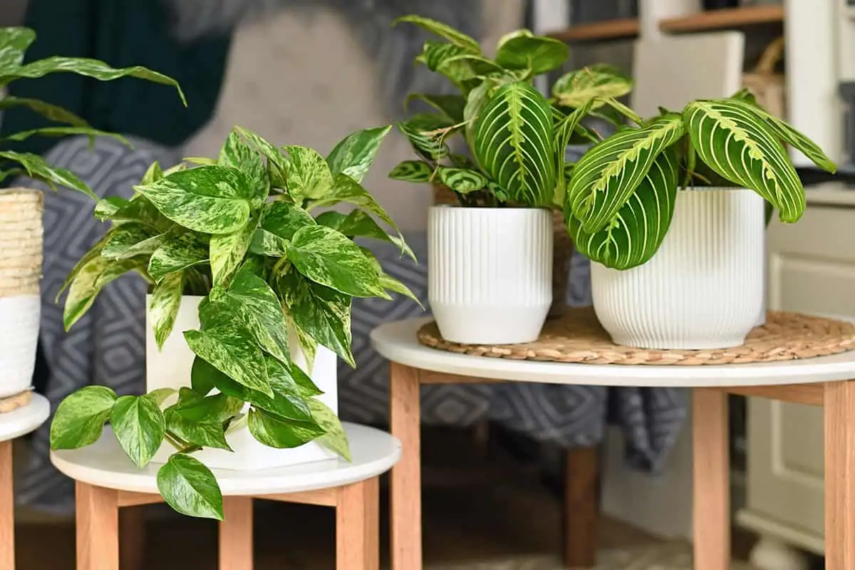 Houseplant symbolism