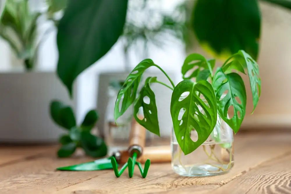 cutting plant propagation