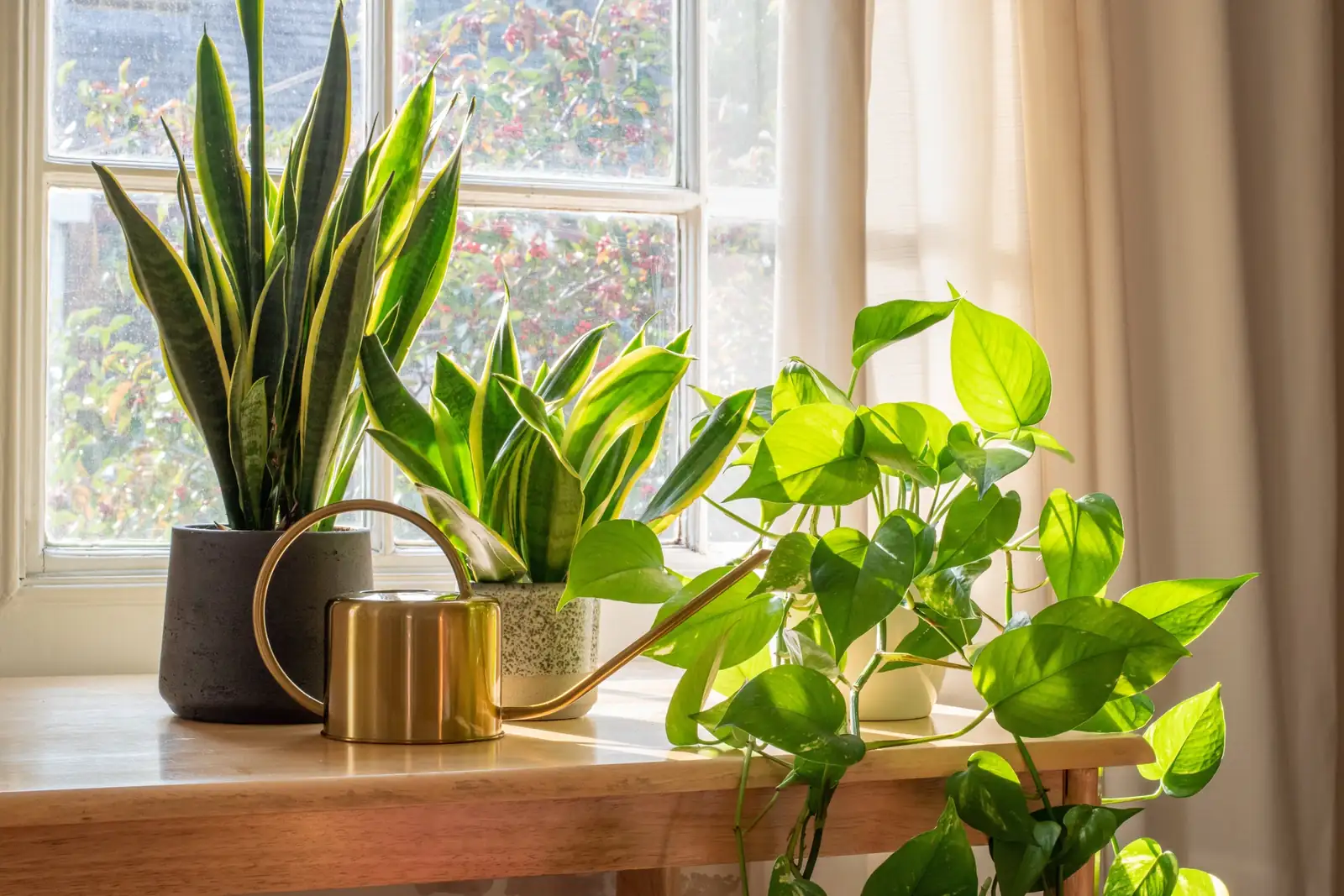 windowsill indoor plants