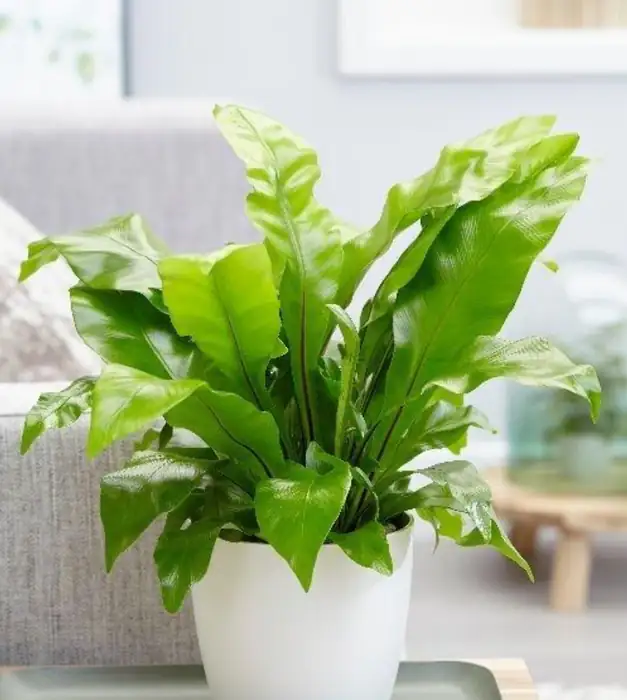 indoor plant placement ideas