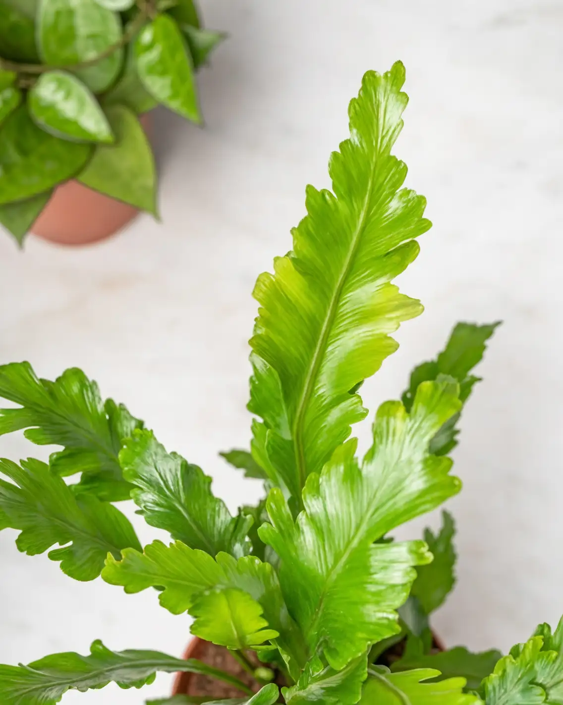 indoor plant combination