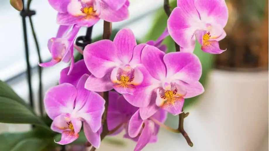 phalaenopsis orchid near window light