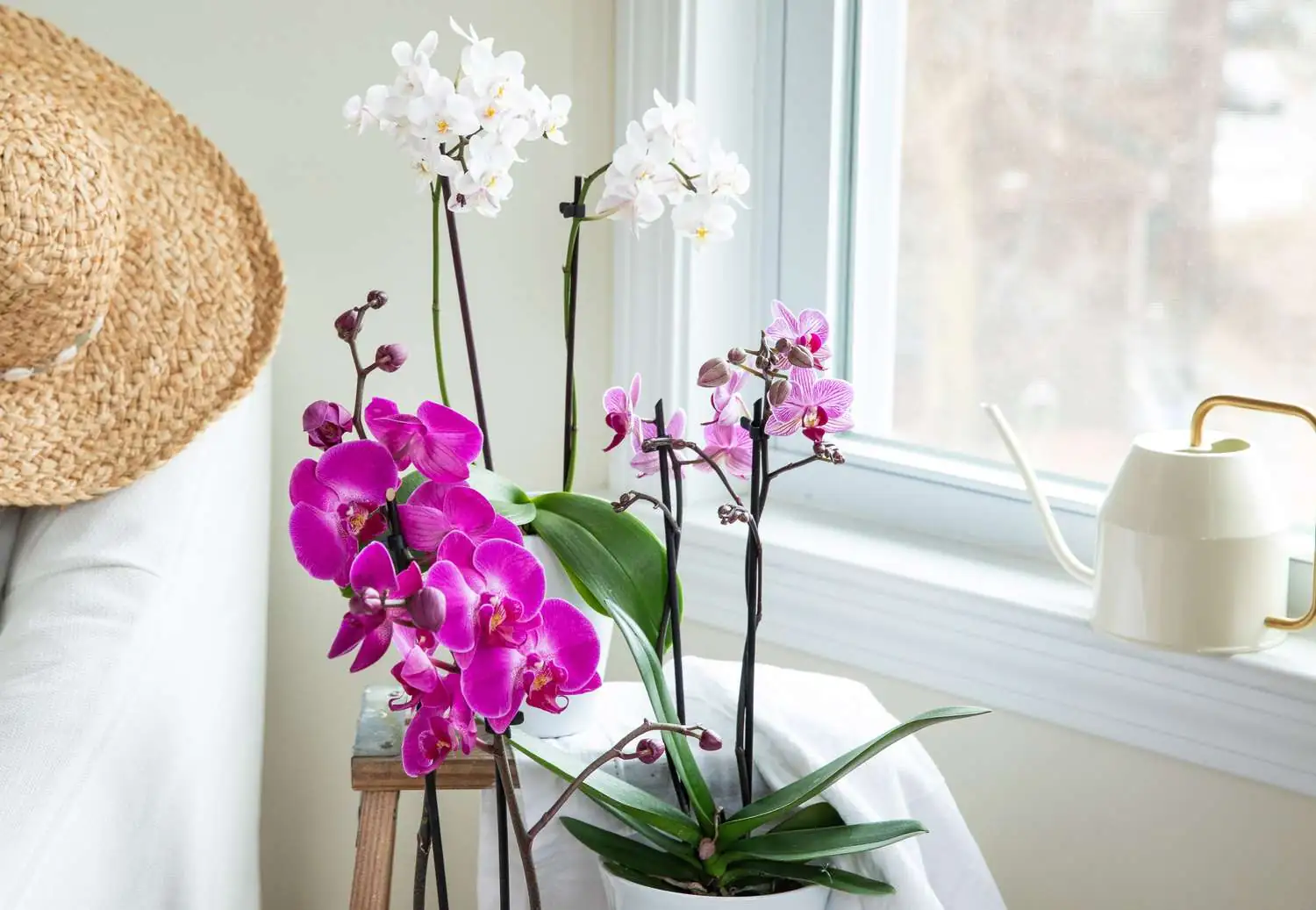 watering phalaenopsis orchid properly