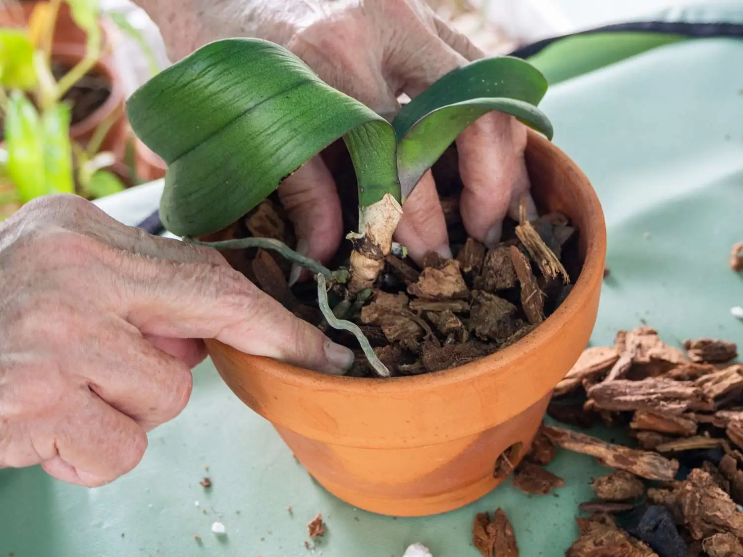pruning phalaenopsis orchid after blooming