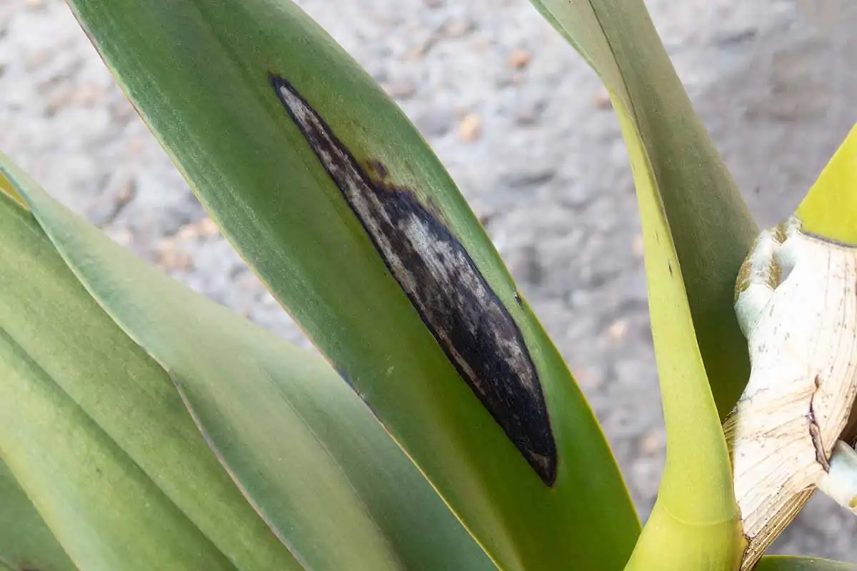 orchid leaf anthracnose spots