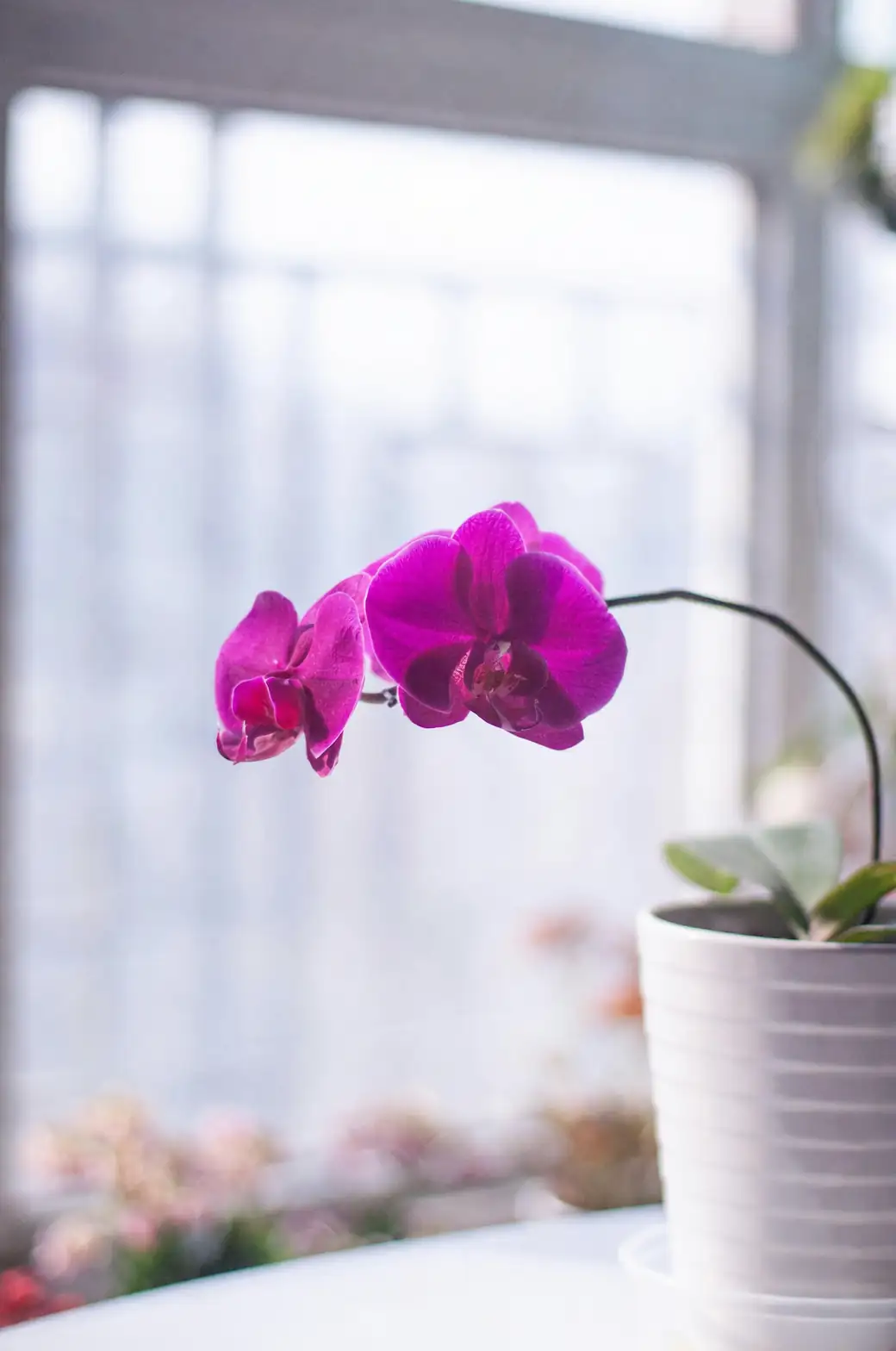 orchid indoor living room