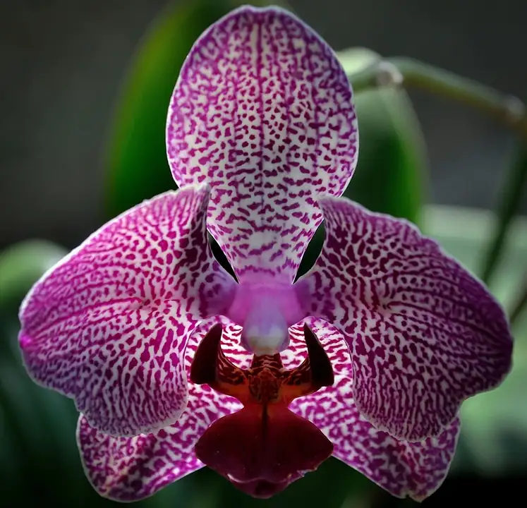 orchid flower close-up