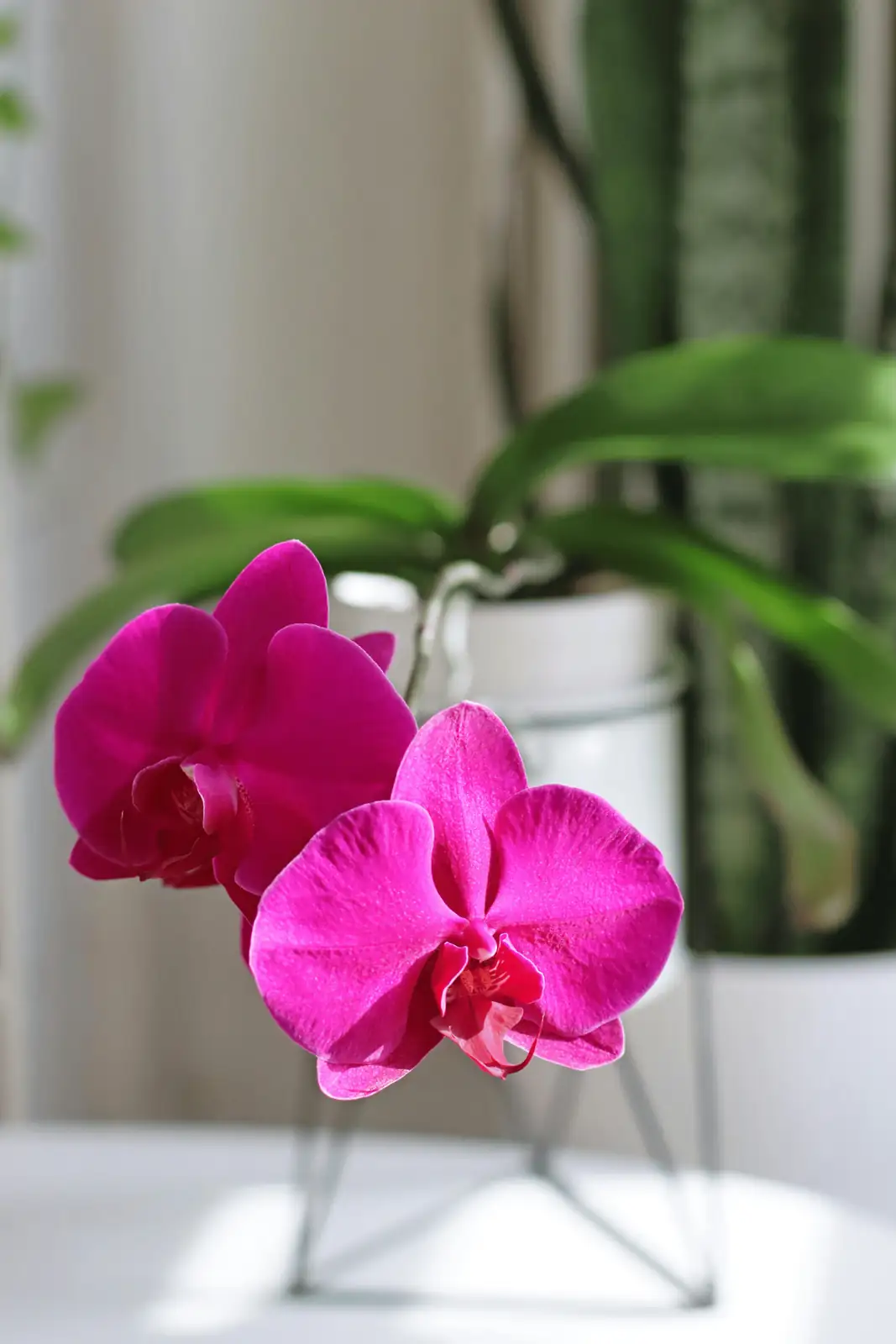 phalaenopsis orchid in living room decor
