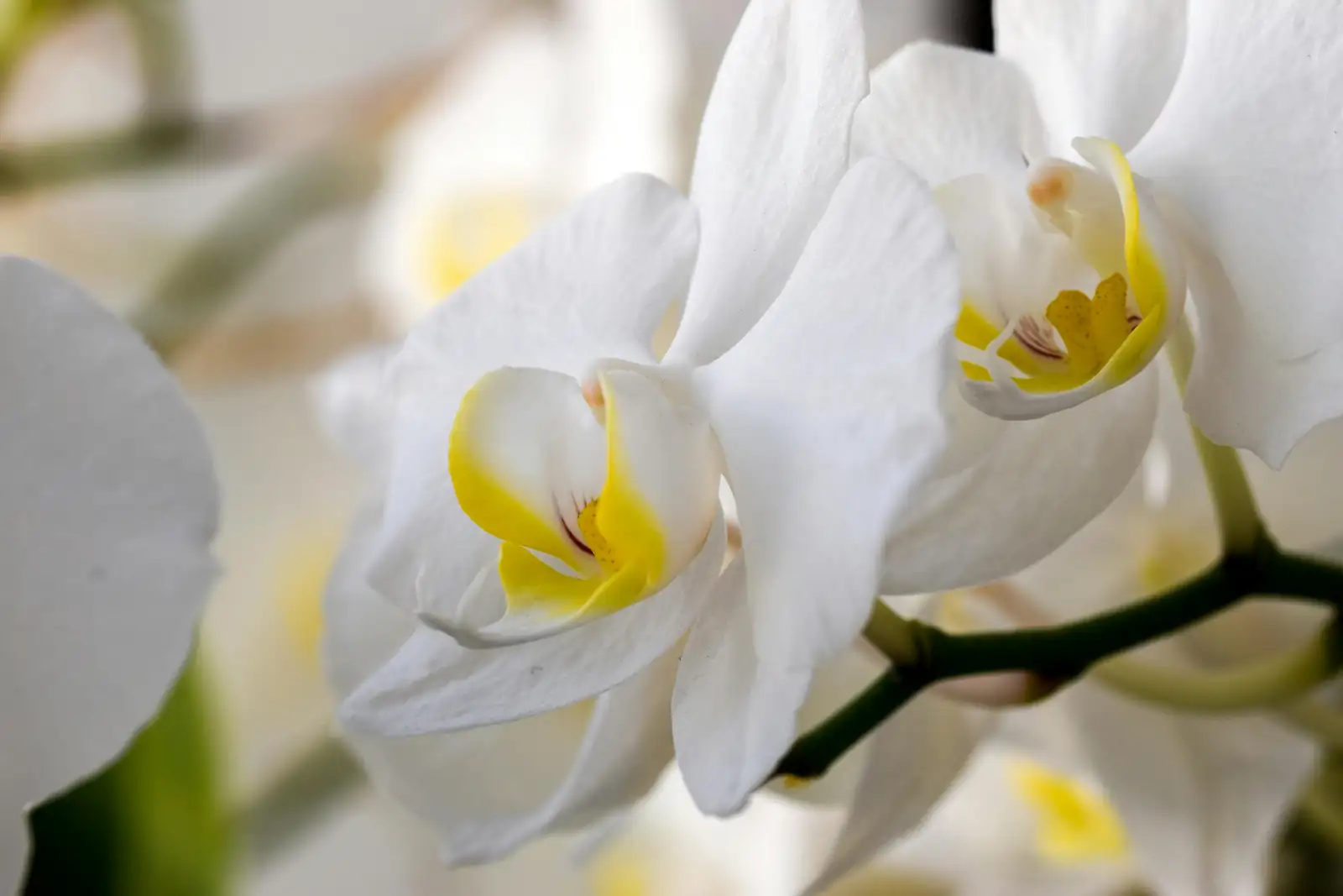 phalaenopsis orchid wedding bouquet