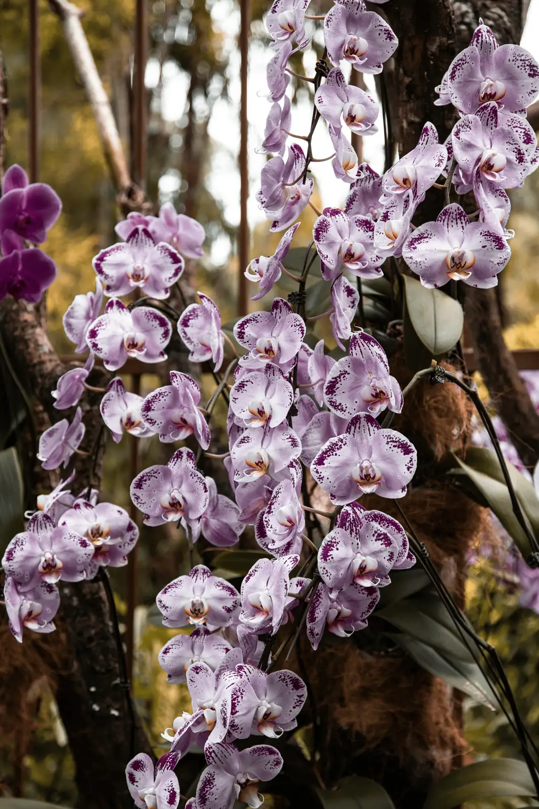 蝴蝶兰的花语与文化意义：从纯洁美丽到节日祝福