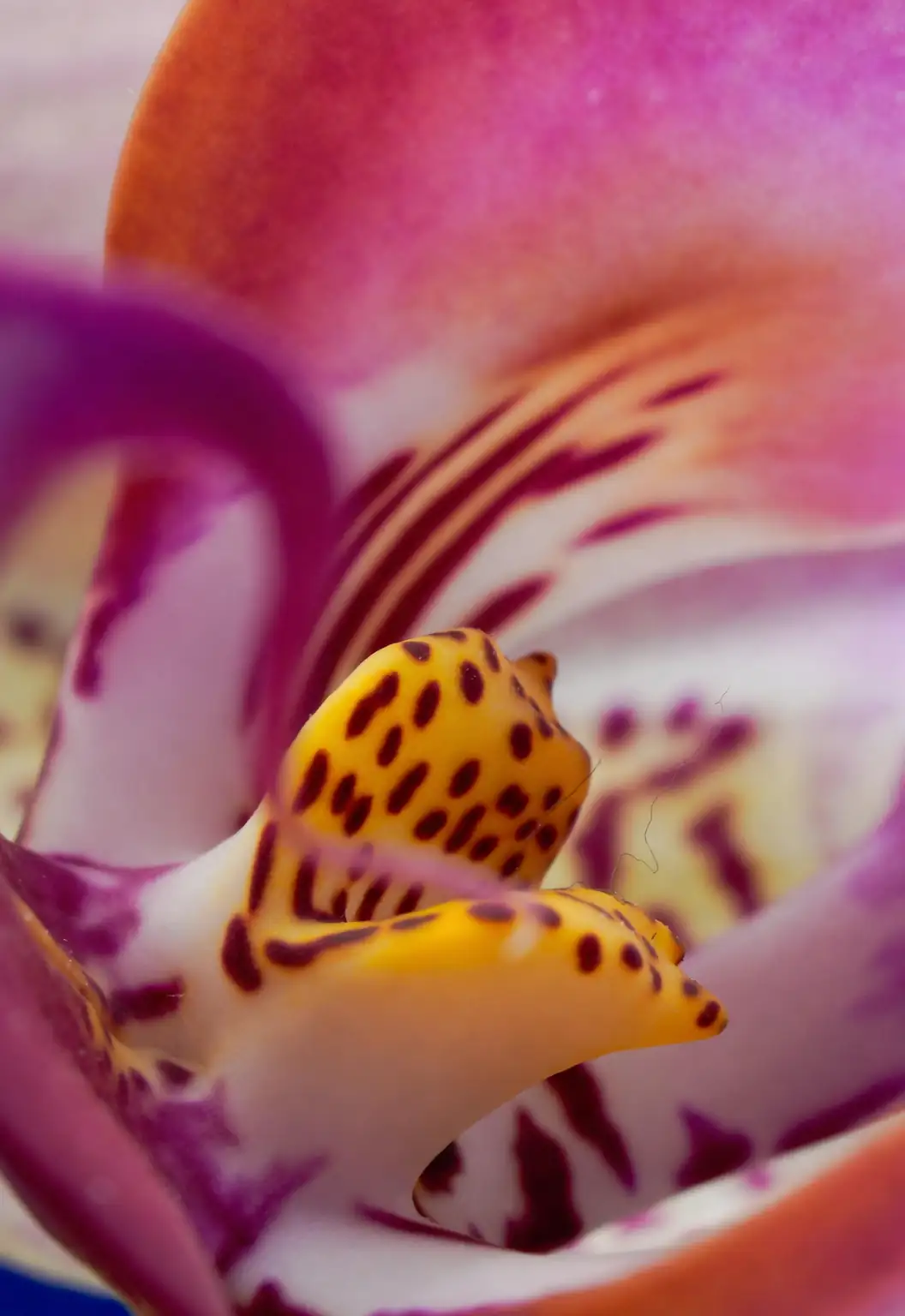 phalaenopsis orchid color varieties