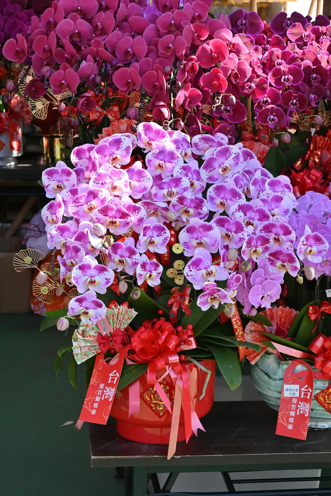 phalaenopsis orchid in festive decor