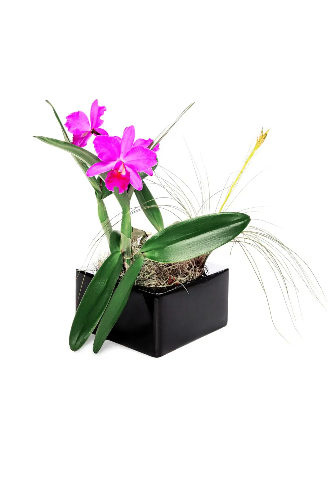 phalaenopsis orchid gift arrangement