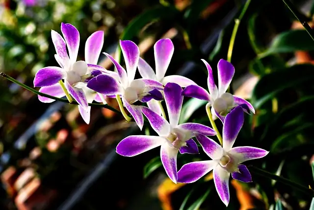 orchid on sunny windowsill
