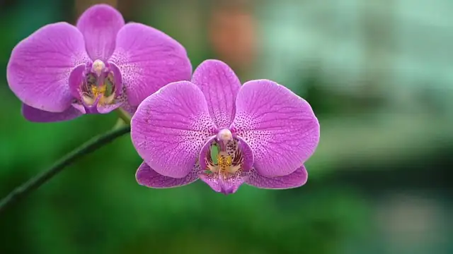 phalaenopsis orchid keiki on stem