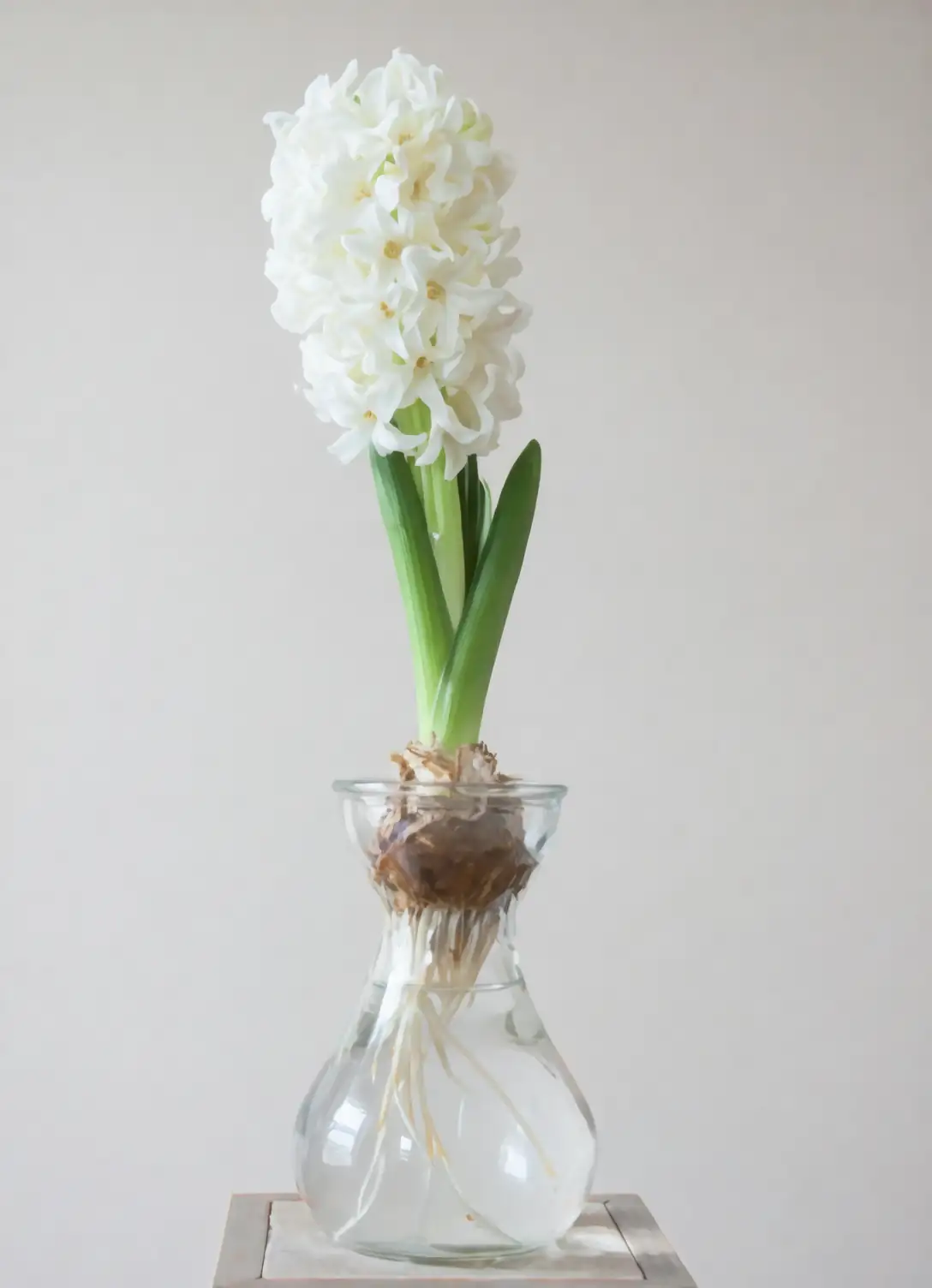 removing orchid from pot process