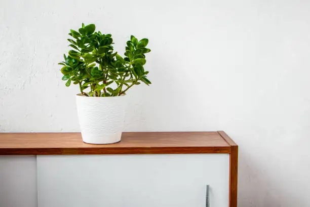 kalanchoe in home environment