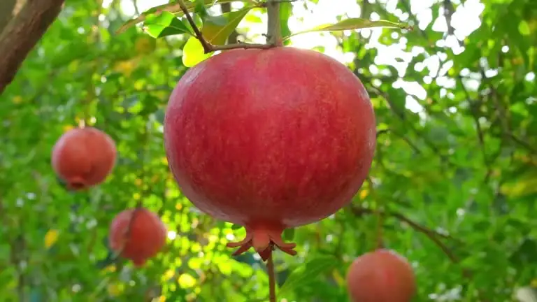 ripe pomegranate fruit on tree