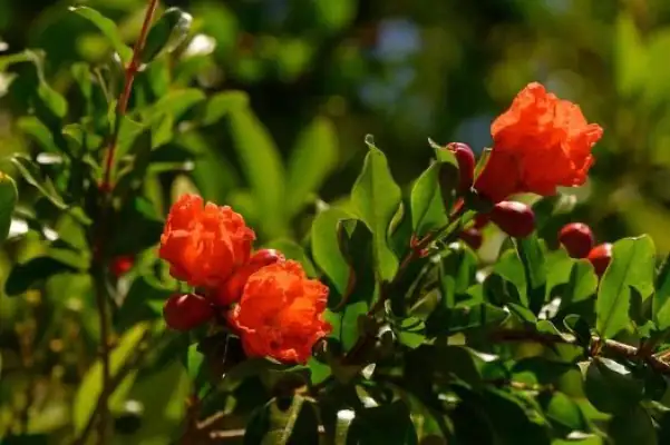 pomegranate flowers blooming