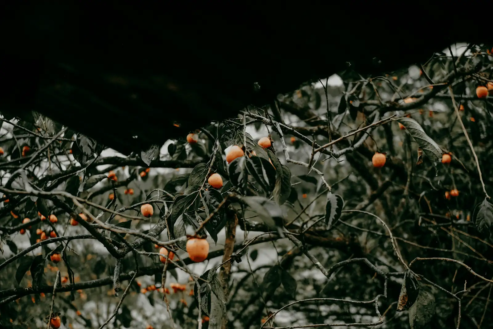 persimmon tree with ripe fruits