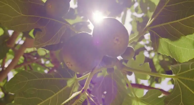 fig tree with ripe figs