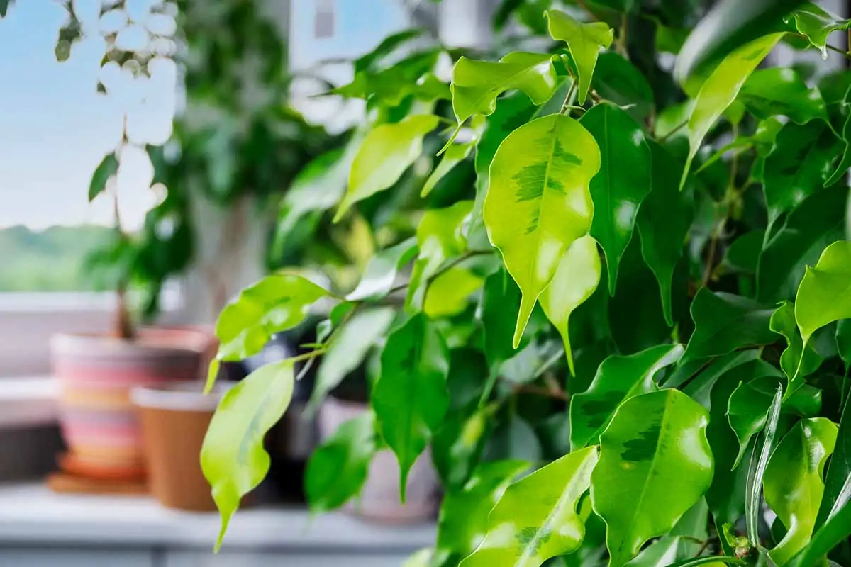 해충 경계: Ficus benjamina(벤자민 고무나무)를 흔한 해충으로부터 지키기