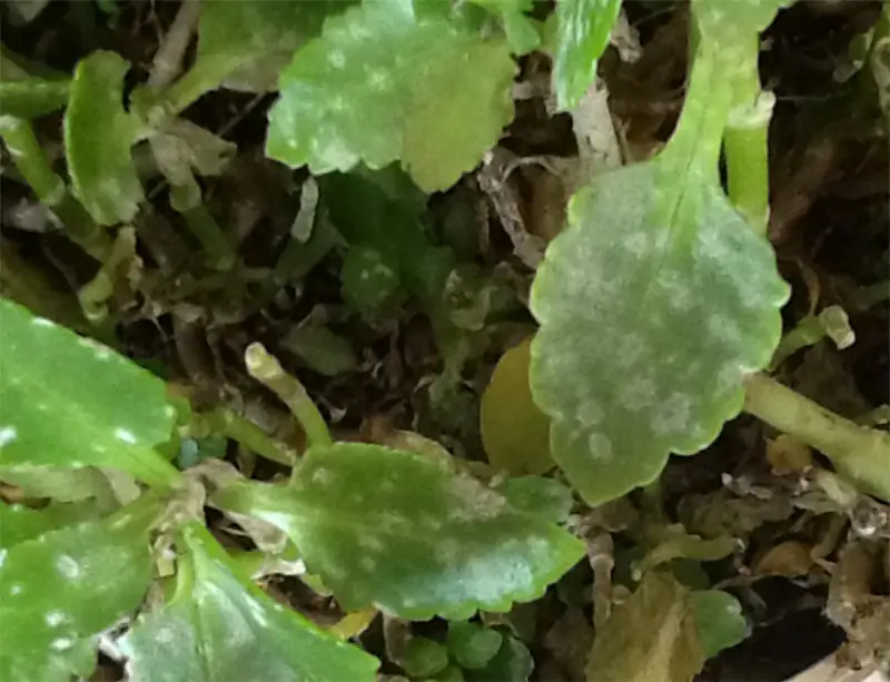 kalanchoe powdery mildew