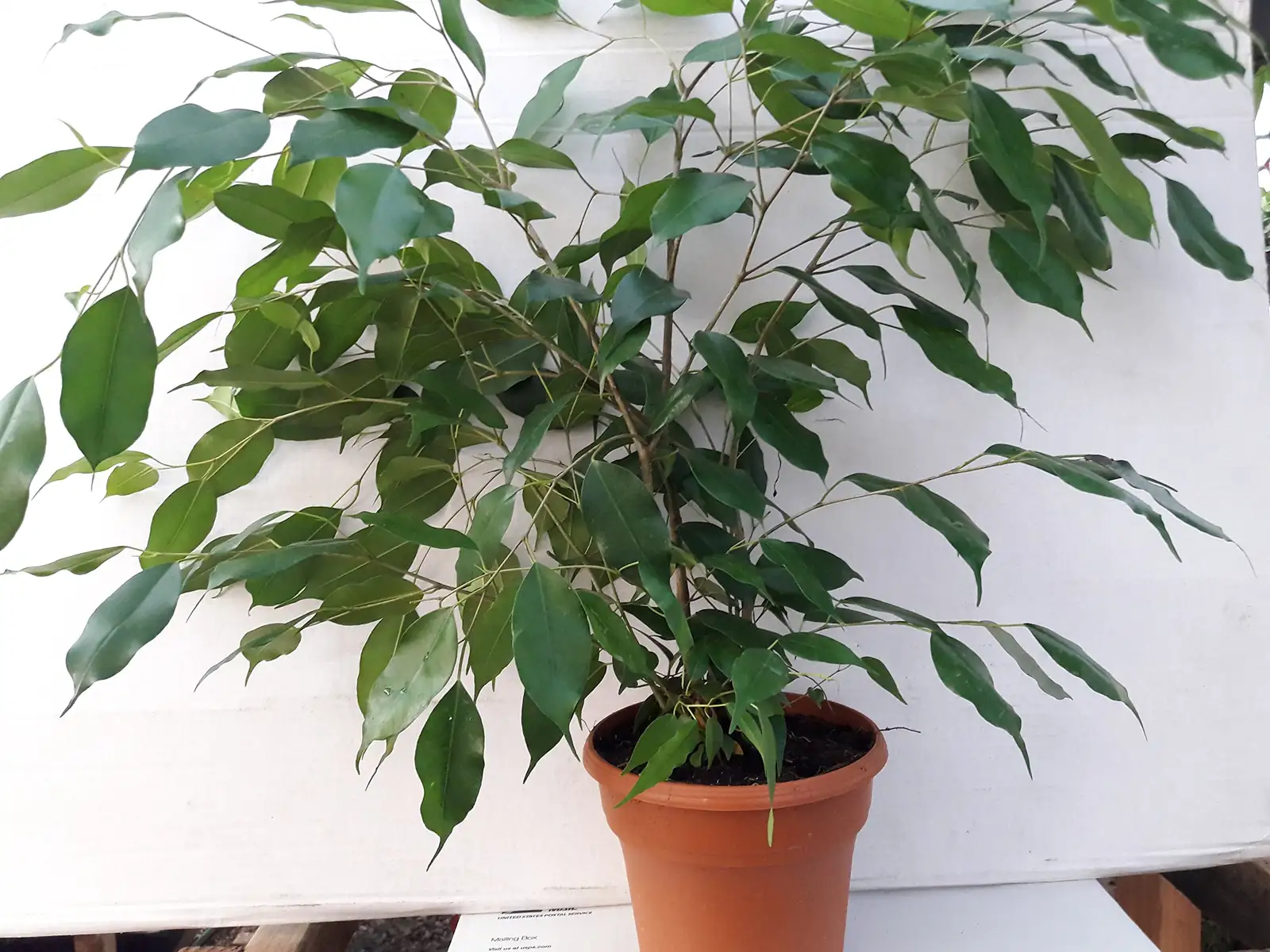 weeping fig in office corner