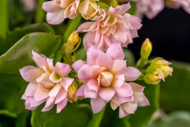 kalanchoe varieties european market