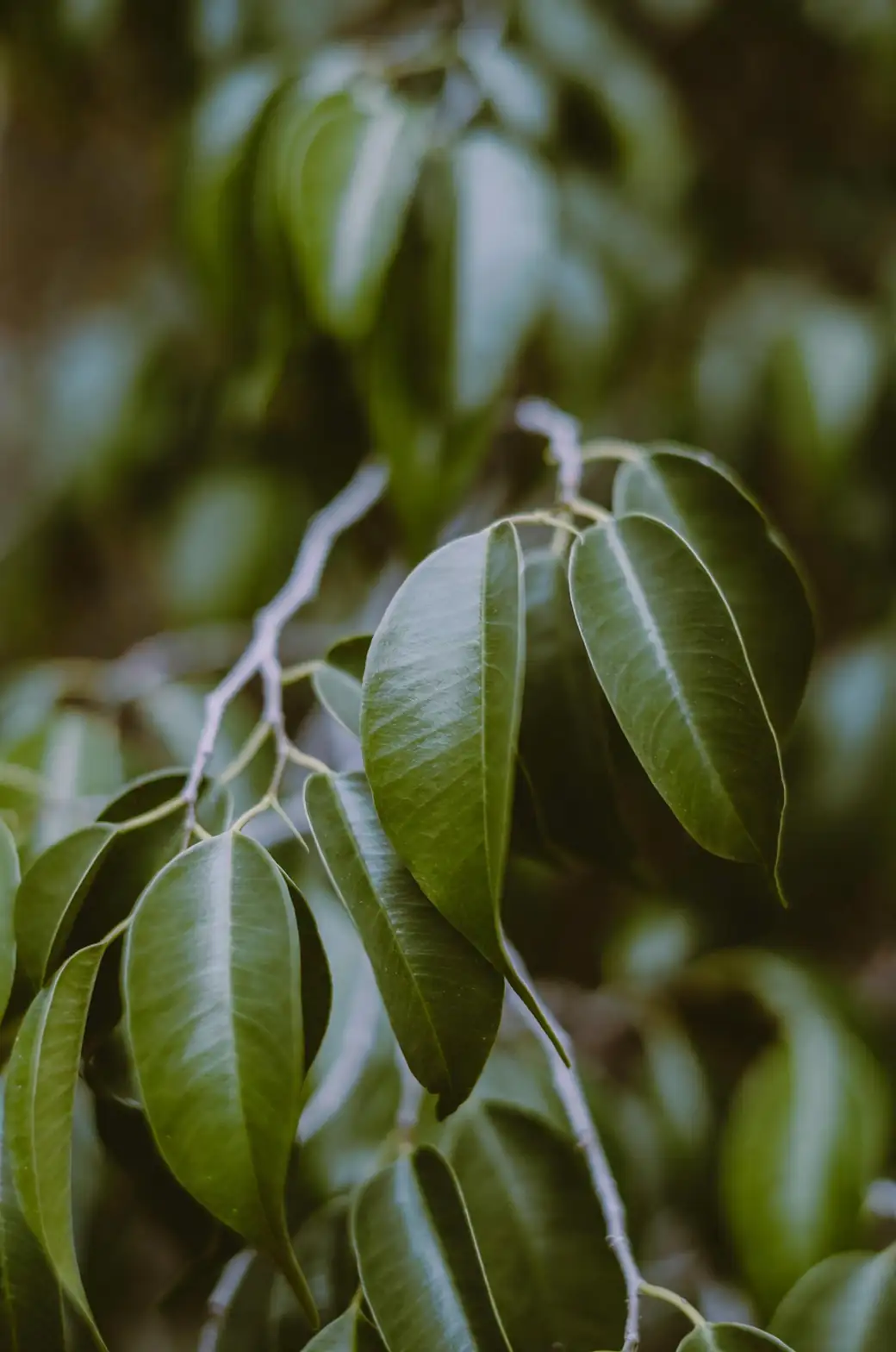ficus benjamina garden tree
