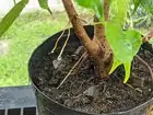 ficus benjamina aerial roots