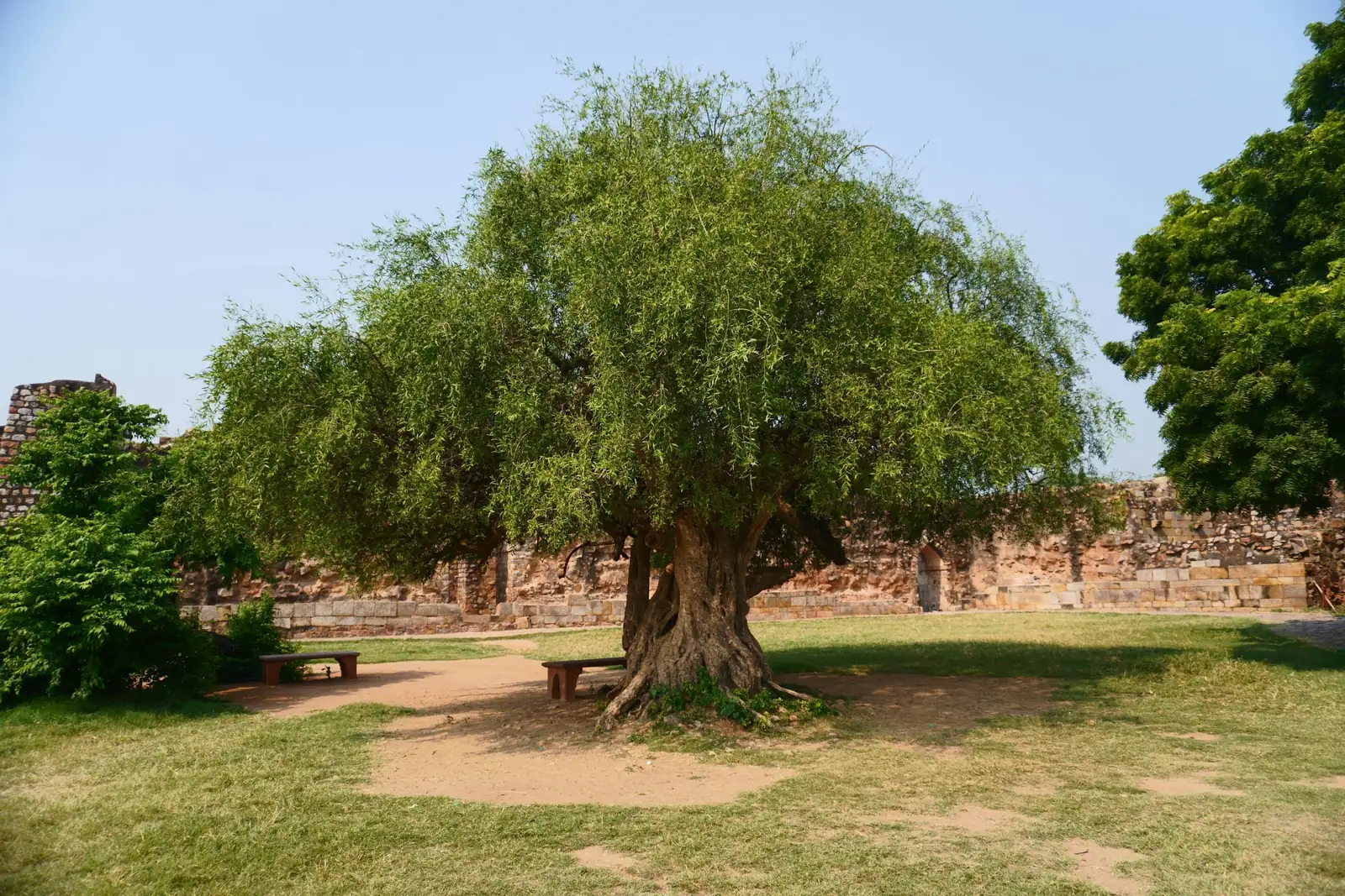 weeping fig in Thai courtyard