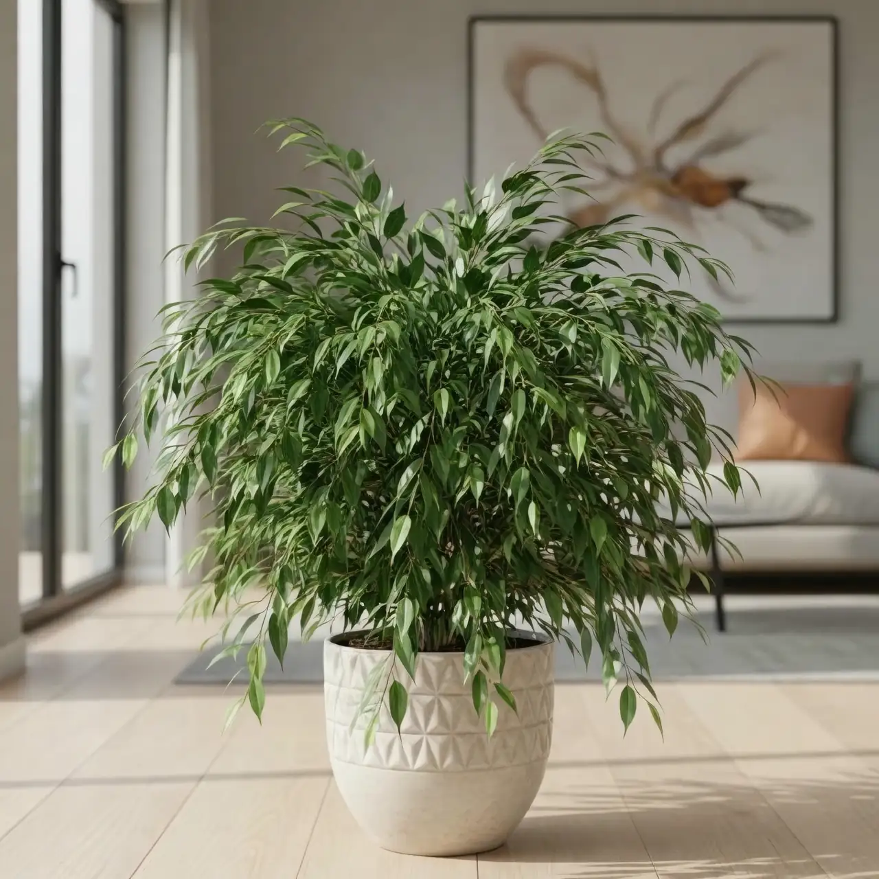 indoor weeping fig bright light