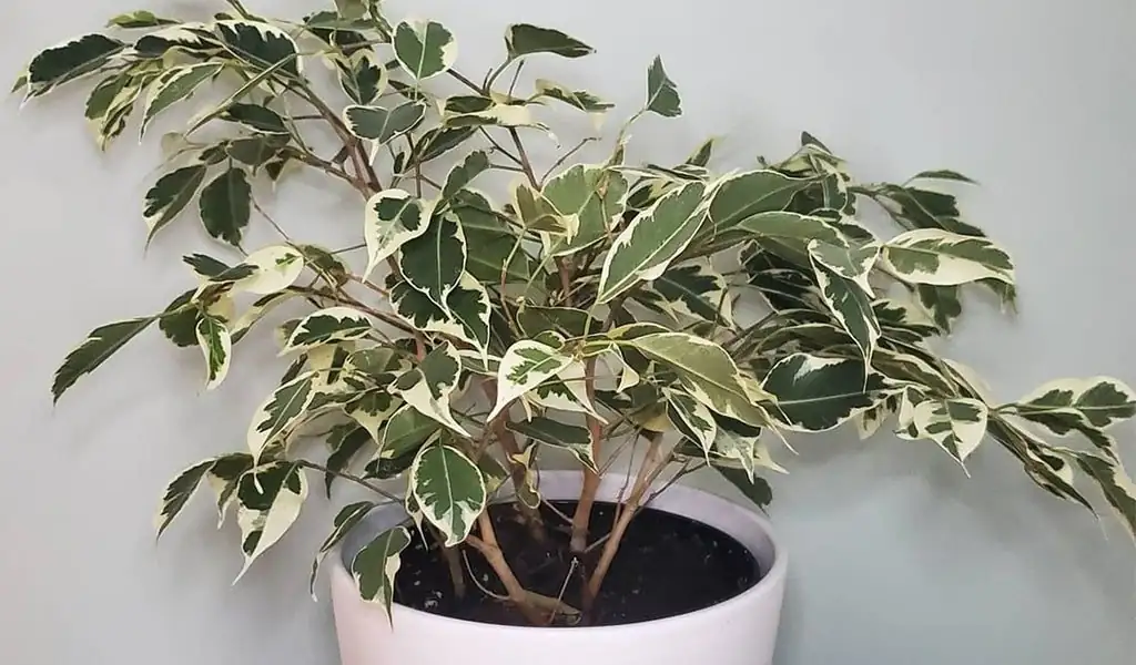 weeping fig feng shui placement